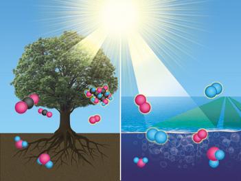 科研人員發(fā)現新型光合作用