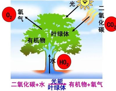 二氧化碳合成淀粉 科學突破與諾貝爾獎前景