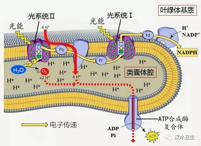 光合作用 光反應與暗反應的協(xié)同機制