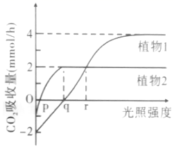 高考倒計(jì)時(shí)12天 高中生物光合作用大題精講與突破